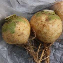 Klrabi, klroe <br>'Wilhelmsburger'<br><i>Brassica napus var. napobrassica </i>