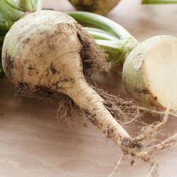 Klrabi, klroe <br>'Wilhelmsburger'<br><i>Brassica napus var. napobrassica </i>