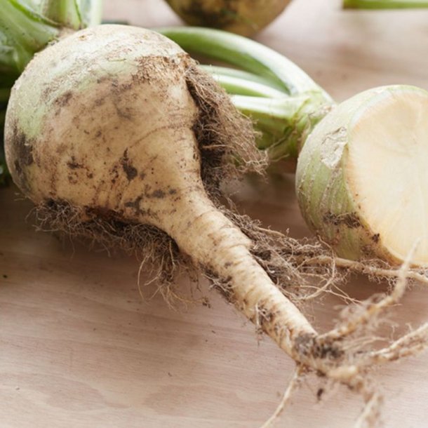 Klrabi, klroe <br>'Wilhelmsburger'<br><i>Brassica napus var. napobrassica </i>