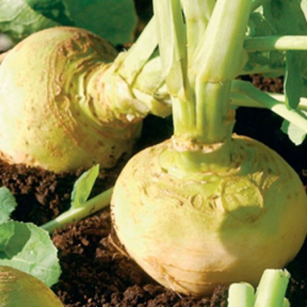Klrabi, klroe <br>'Wilhelmsburger'<br><i>Brassica napus var. napobrassica </i>