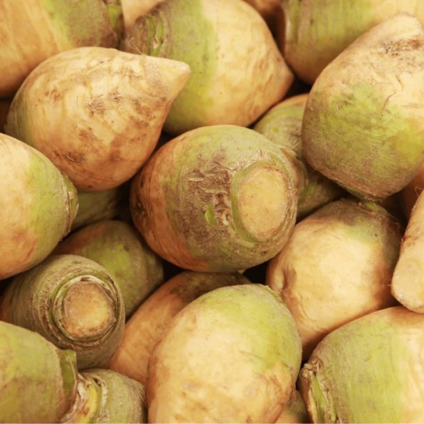 Klrabi, klroe <br>'Wilhelmsburger'<br><i>Brassica napus var. napobrassica </i>