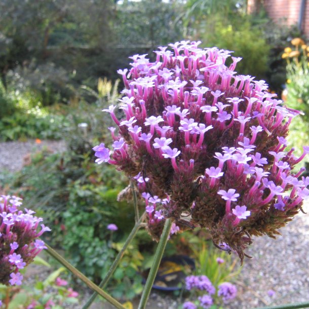 Verbena, <br>Kmpe- <br><i>Verbena bonariensis</i>