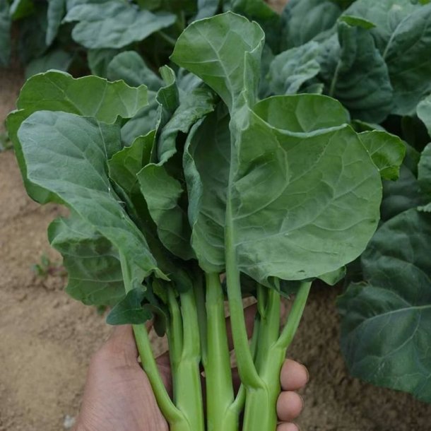 Kailaan, Kinesisk broccoli <br><i>Brassica oleracea var.alboglabra</i>