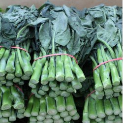 Kailaan, Kinesisk broccoli <br><i>Brassica oleracea var.alboglabra</i>