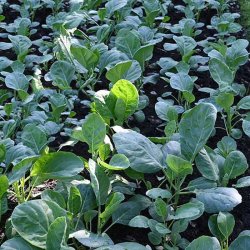 Kailaan, Kinesisk broccoli <br><i>Brassica oleracea var.alboglabra</i>