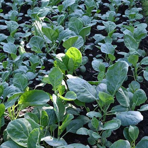 Kailaan, Kinesisk broccoli <br><i>Brassica oleracea var.alboglabra</i>