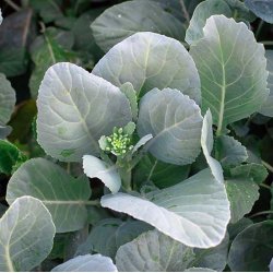 Kailaan, Kinesisk broccoli <br><i>Brassica oleracea var.alboglabra</i>