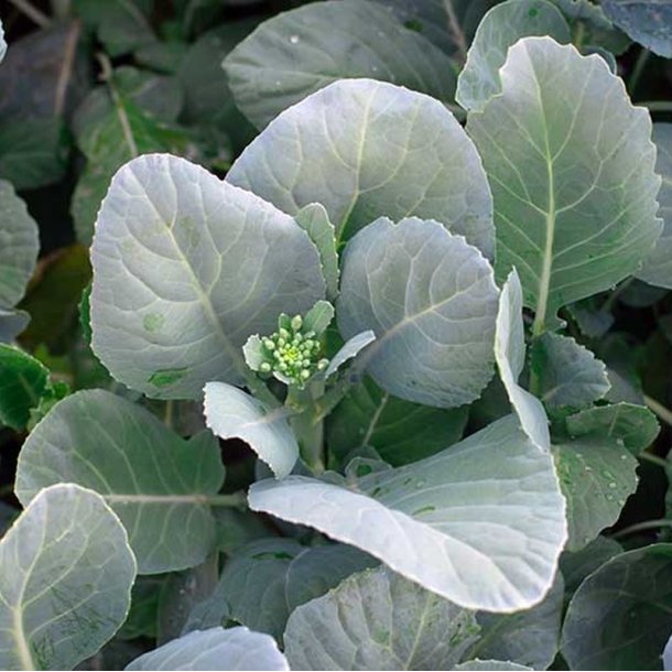Kailaan, Kinesisk broccoli <br><i>Brassica oleracea var.alboglabra</i>