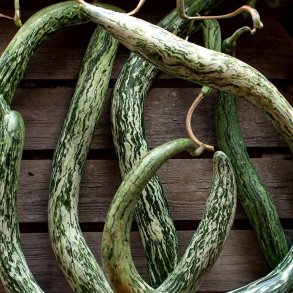 Kalabas <br>'Snake Speckled' <br><i>Lagenaria siceraria</i>