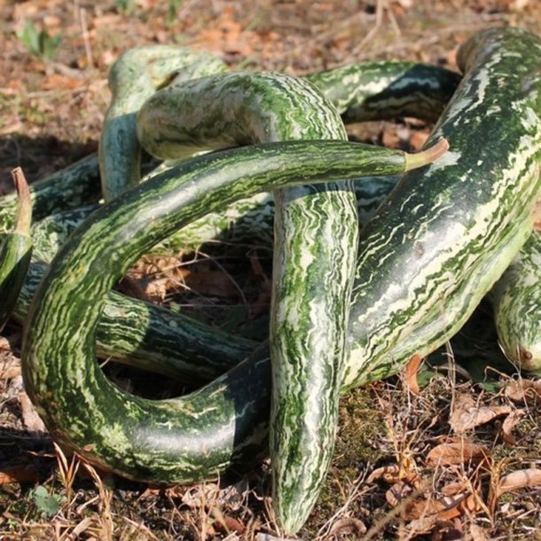 Kalabas <br>'Snake Speckled' <br><i>Lagenaria siceraria</i>