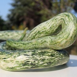 Kalabas <br>'Snake Speckled' <br><i>Lagenaria siceraria</i>