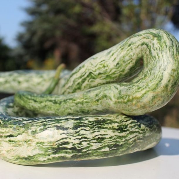 Kalabas <br>'Snake Speckled' <br><i>Lagenaria siceraria</i>