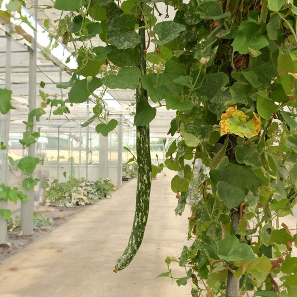 Kalabas <br>'Snake Speckled' <br><i>Lagenaria siceraria</i>