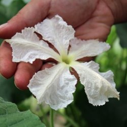 Kalabas <br>'Snake Speckled' <br><i>Lagenaria siceraria</i>