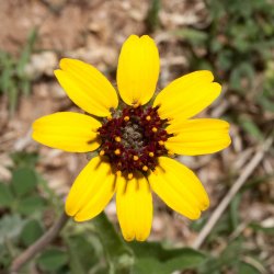 Chokoladeblomst <br><i>Berlandiera lyrata</i><br><br>