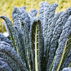 Palmekl, sortkl <br>'Nero di Toscana' <br><i>Brassica oleracea convar. acephala var. sabellica</i> 