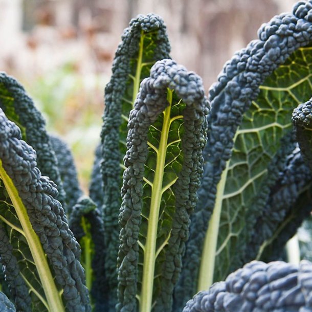 Palmekl, sortkl <br>'Nero di Toscana' <br><i>Brassica oleracea convar. acephala var. sabellica</i> 