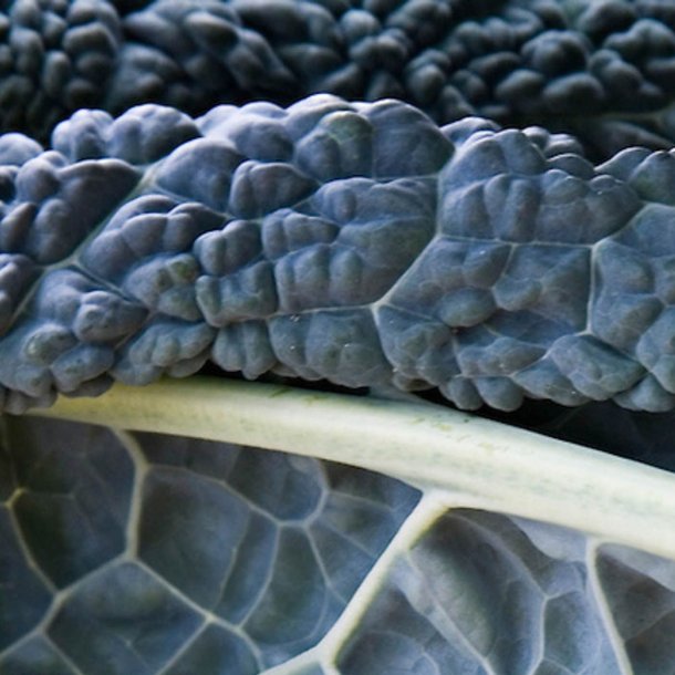 Palmekl, sortkl <br>'Nero di Toscana' <br><i>Brassica oleracea convar. acephala var. sabellica</i> 