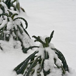 Palmekl, sortkl <br>'Nero di Toscana' <br><i>Brassica oleracea convar. acephala var. sabellica</i> 