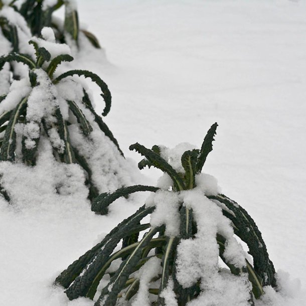 Palmekl, sortkl <br>'Nero di Toscana' <br><i>Brassica oleracea convar. acephala var. sabellica</i> 