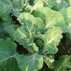 Bladkl, <br>Couve Galega <br><i>Brassica oleracea</i>