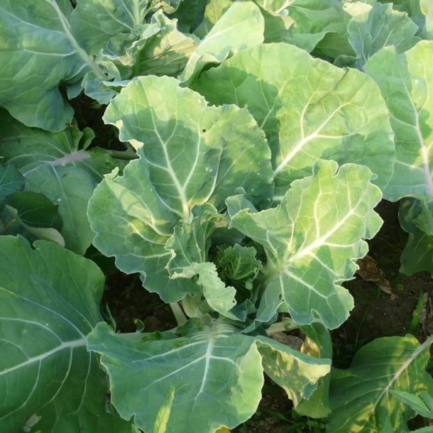 Bladkl, <br>Couve Galega <br><i>Brassica oleracea</i>