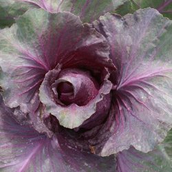 Spidskl <br>'Kalibos' <br><i>Brassica oleracea var. conica</i>