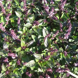 Basilikum, <br>Kanel- <br>'Cinnamon'<br><i>Ocimum basilicum</i>