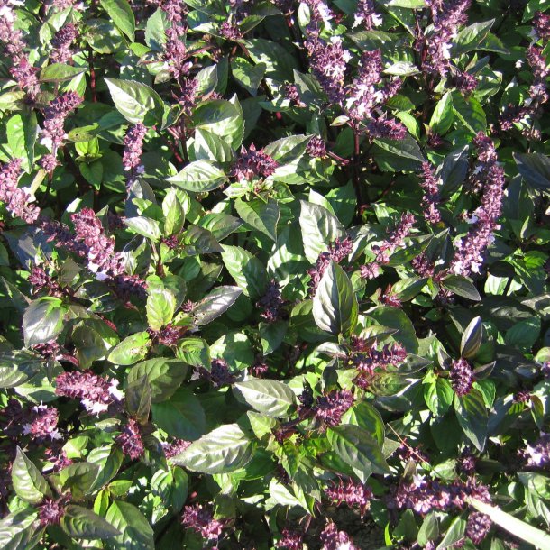 Basilikum, <br>Kanel- <br>'Cinnamon'<br><i>Ocimum basilicum</i>