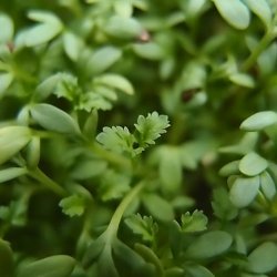 Karse <br><i>Lepidium sativum </i><br><br>