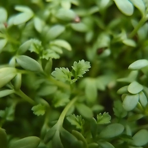 Karse <br><i>Lepidium sativum </i><br><br>