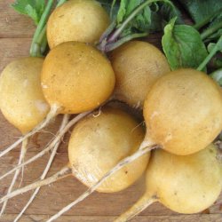 Radise <br>'Zlata' <br><i>Raphanus sativus</i>