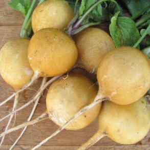 Radise <br>'Zlata' <br><i>Raphanus sativus</i>