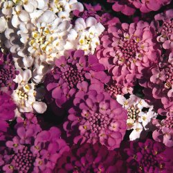 Snepude, sljfeblomst <br>'Mix'<br><i>Iberis sempervirens</i>