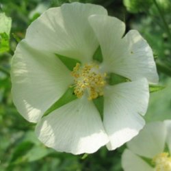 Kitaibelia, <br>Balkanmalva <i>Kitaibelia vitifolia</i>