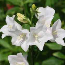 Klokke, Pyramide- <br>'Alba' <br><i>Campanula pyramidalis</i>
