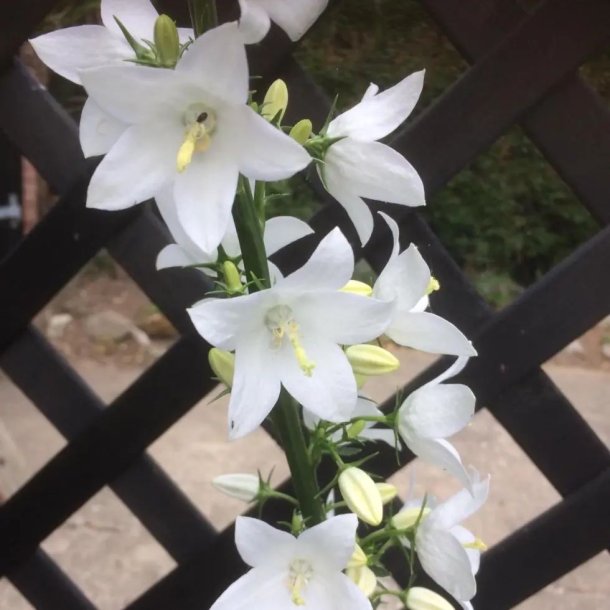 Klokke, Pyramide- <br>'Alba' <br><i>Campanula pyramidalis</i>