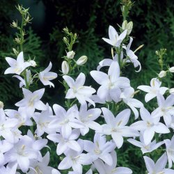 Klokke, Pyramide- <br>'Alba' <br><i>Campanula pyramidalis</i>