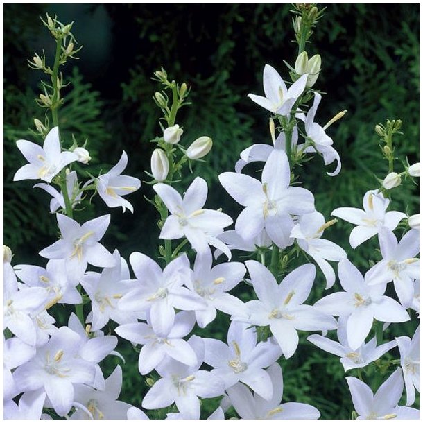 Klokke, Pyramide- <br>'Alba' <br><i>Campanula pyramidalis</i>