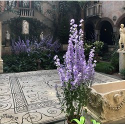 Klokke, Pyramide- <br>'Blue' <br><i>Campanula pyramidalis</i>