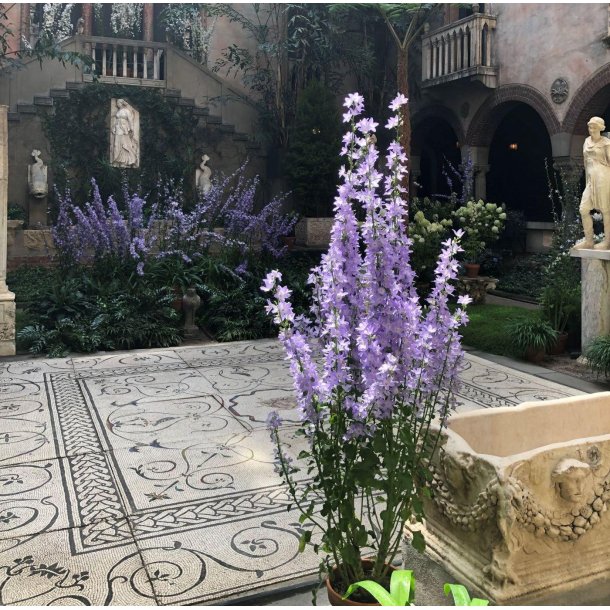 Klokke, Pyramide- <br>'Blue' <br><i>Campanula pyramidalis</i>