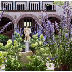 Klokke, Pyramide- <br>'Blue' <br><i>Campanula pyramidalis</i>