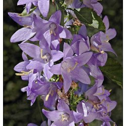 Klokke, Pyramide- <br>'Blue' <br><i>Campanula pyramidalis</i>