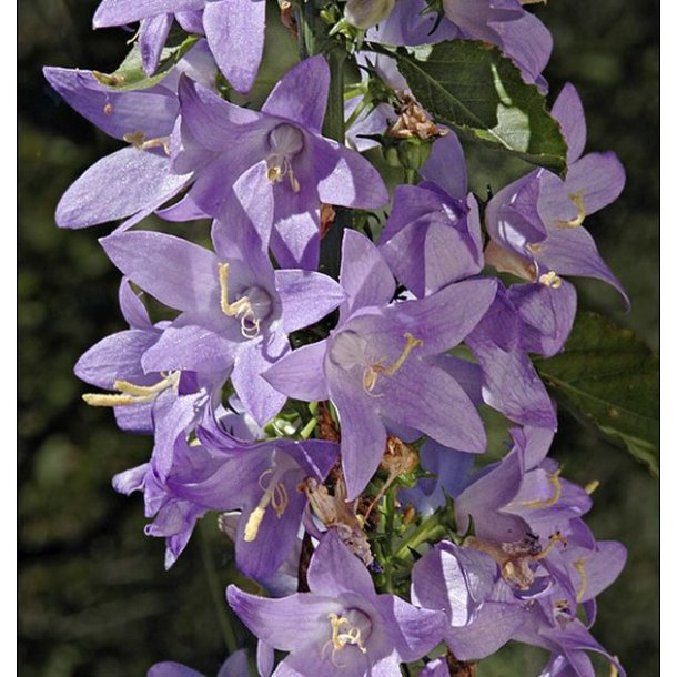 Klokke, Pyramide- <br>'Blue' <br><i>Campanula pyramidalis</i>