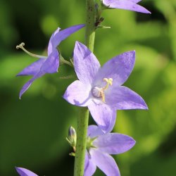 Klokke, Pyramide- <br>'Blue' <br><i>Campanula pyramidalis</i>