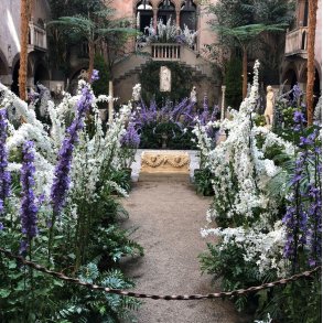 Klokke, Pyramide- <br>'Alba' <br><i>Campanula pyramidalis</i>