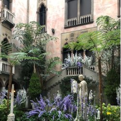 Klokke, Pyramide- <br>'Blue' <br><i>Campanula pyramidalis</i>