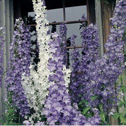 Klokke, Pyramide- <br>'Alba' <br><i>Campanula pyramidalis</i>