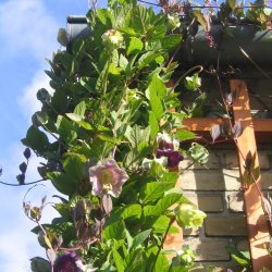 Klokkeranke <br>'Violet' <br><i>Cobaea scandens </i>  