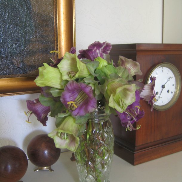 Klokkeranke <br>'Violet' <br><i>Cobaea scandens </i>  